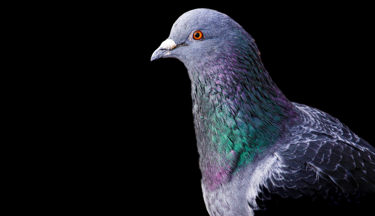 Rock Pigeon (Feral Pigeon) - ML501442651