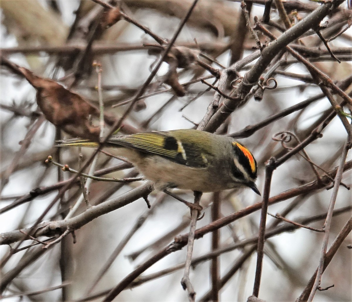 Golden-crowned Kinglet - ML501443861