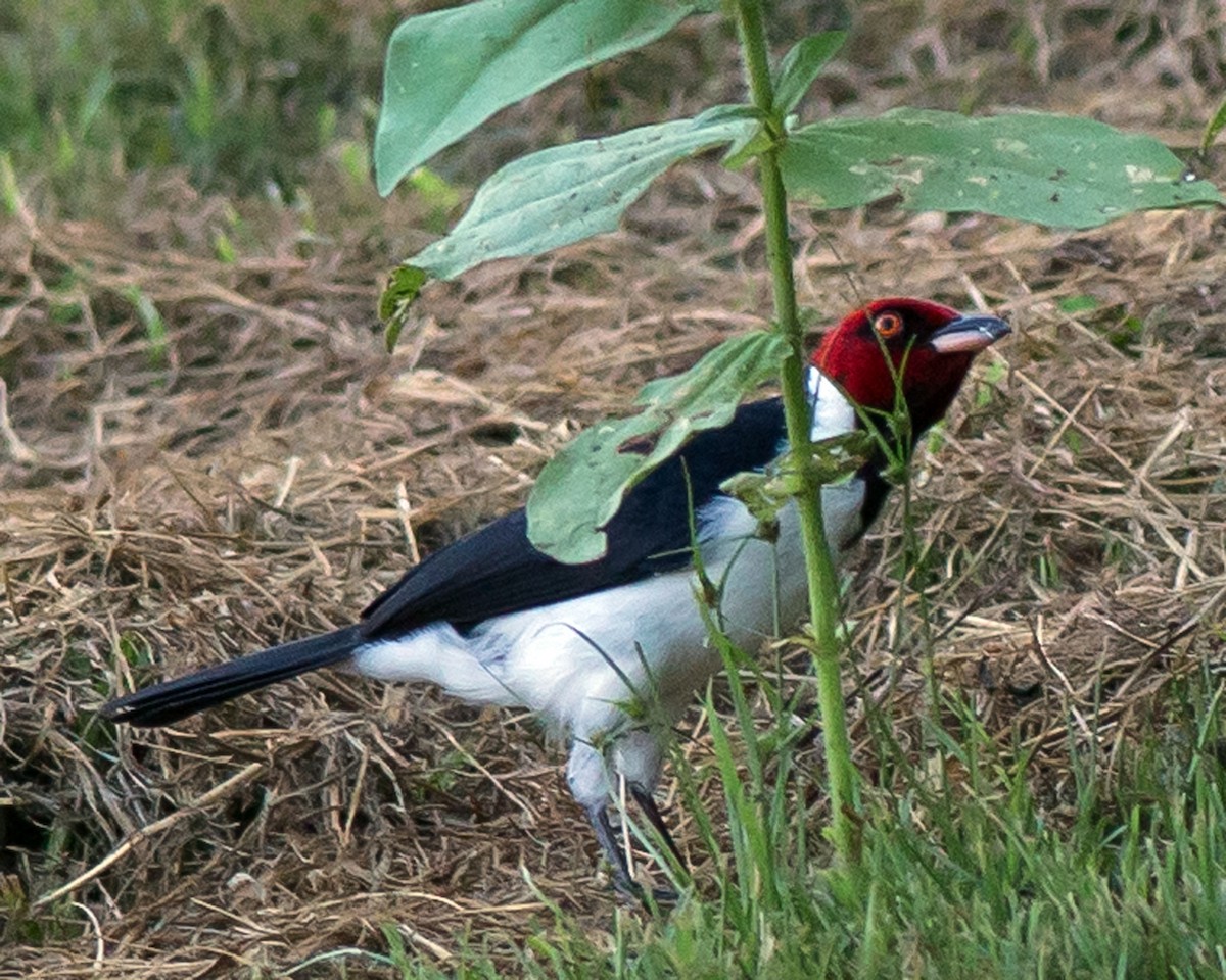 Red-capped Cardinal - ML50144451