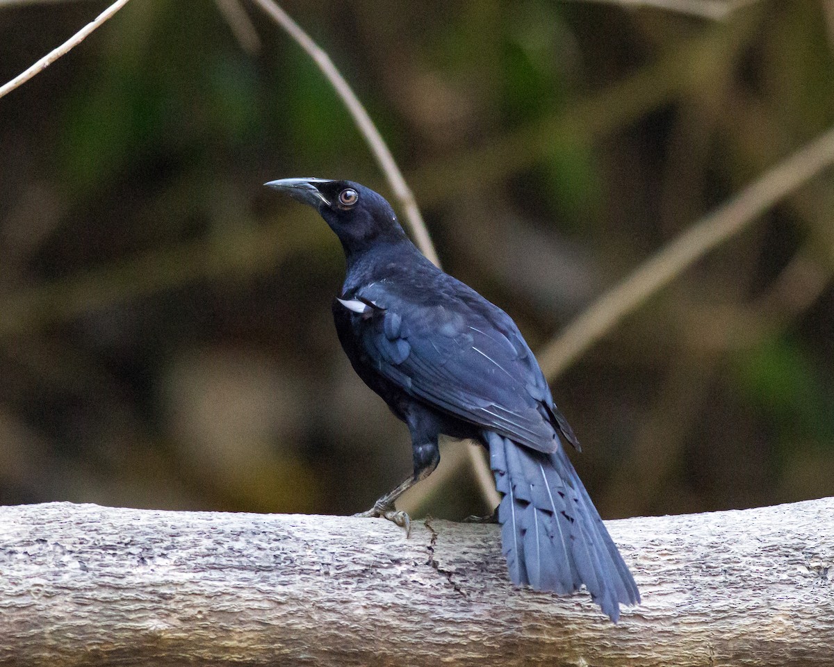 Giant Cowbird - ML50144621