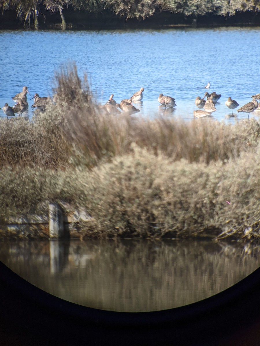 Red-necked Phalarope - ML501447551