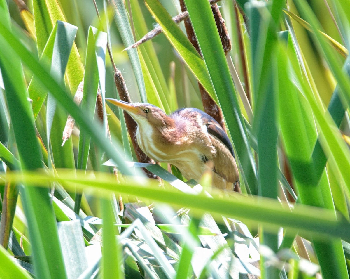 Least Bittern - ML501447921