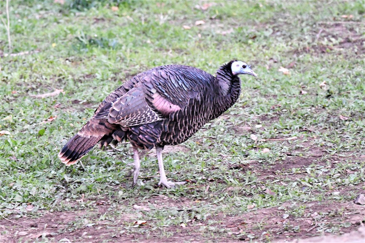 Wild Turkey - ML501448161