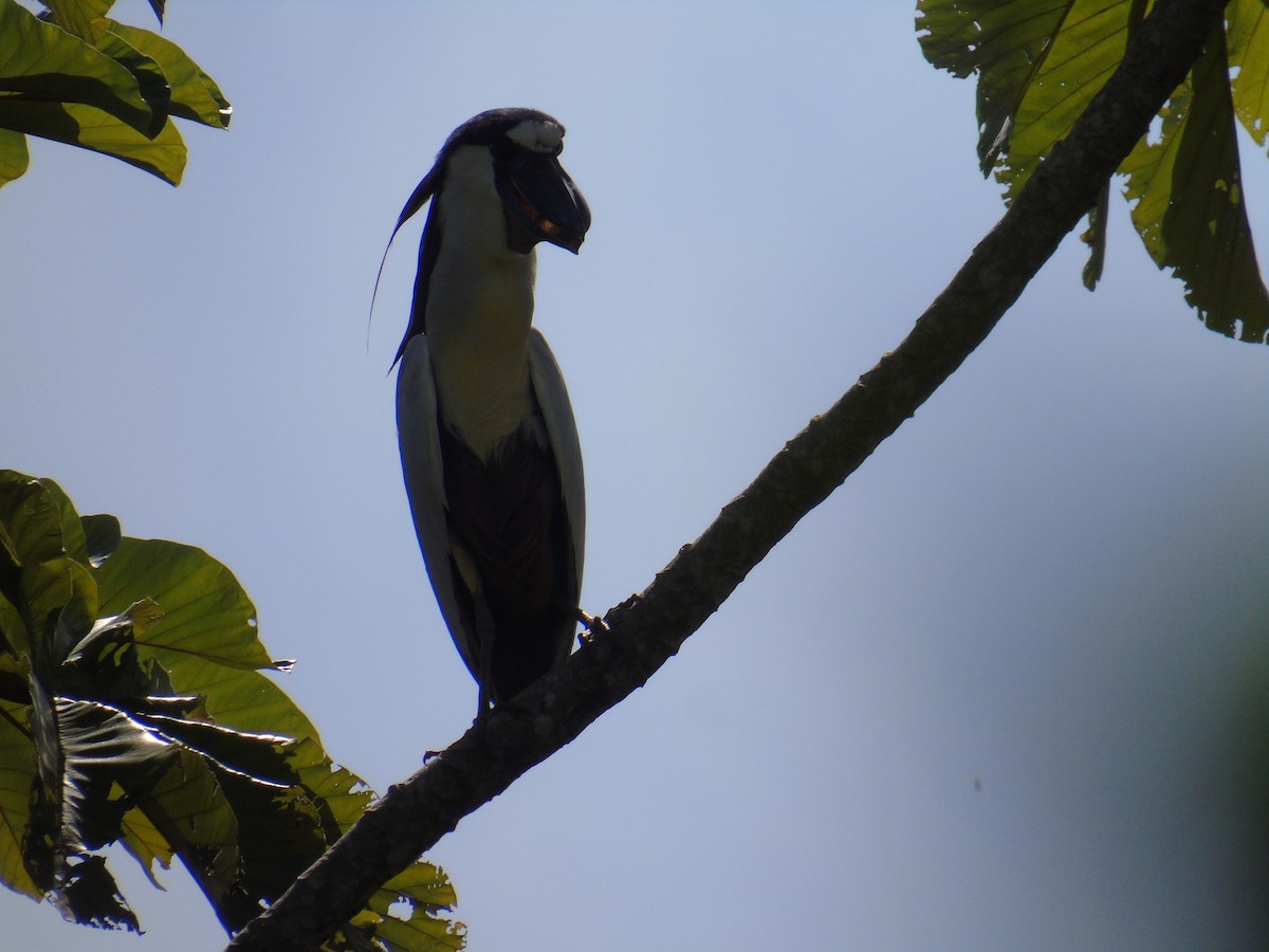 Boat-billed Heron - ML501448401