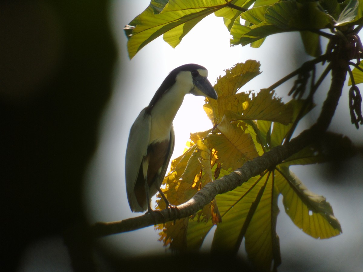 Boat-billed Heron - ML501448411