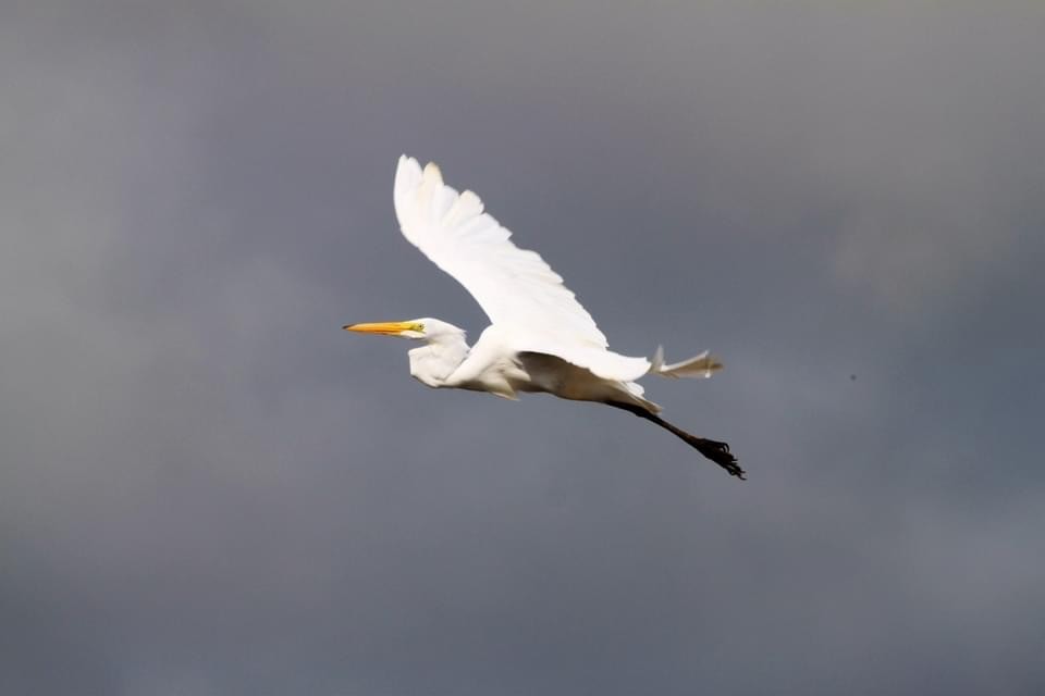 Great Egret - ML501448761