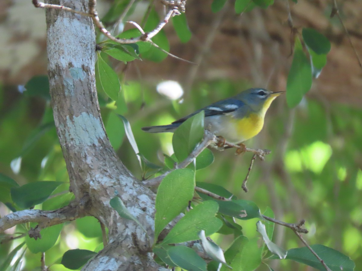 Northern Parula - ML501449171