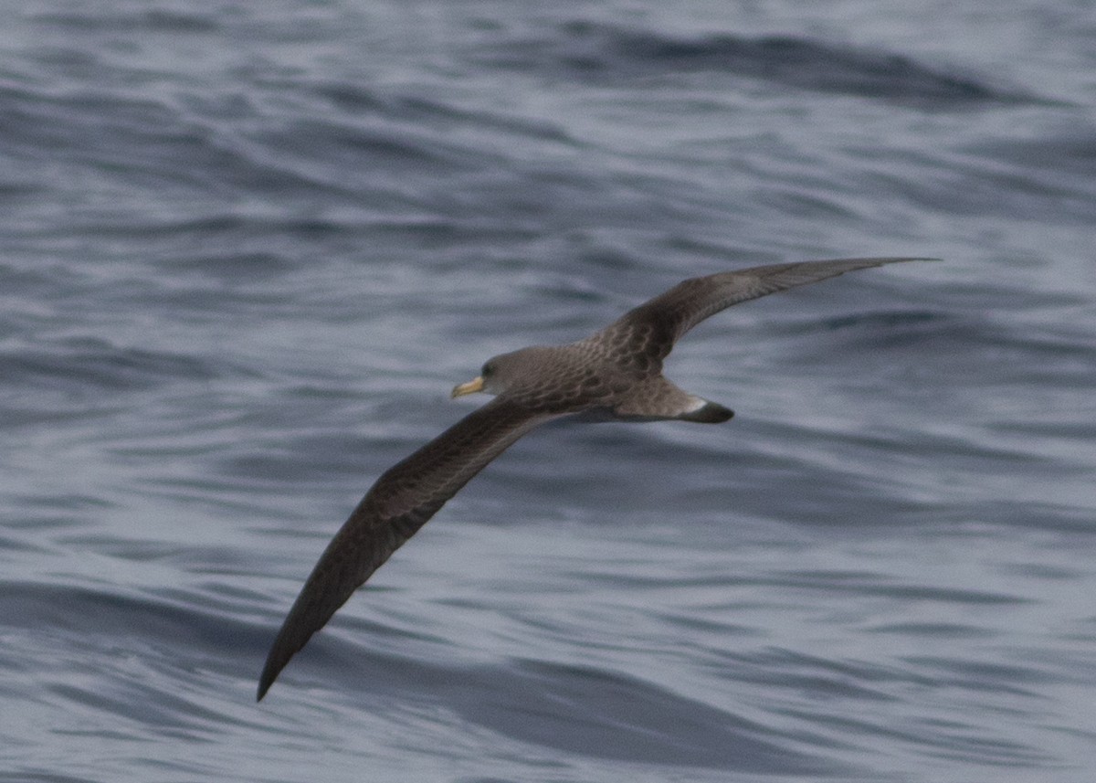 Cory's Shearwater - ML501449391