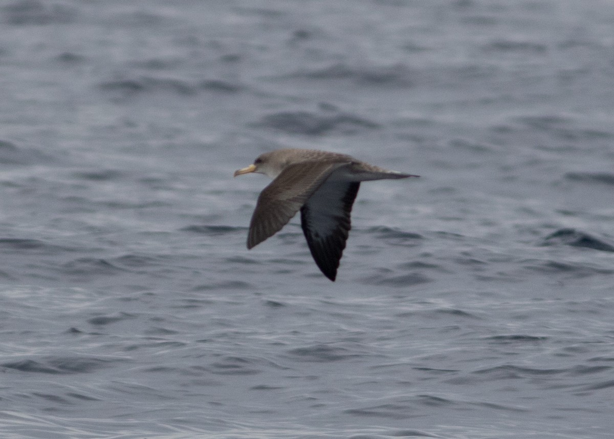 Cory's Shearwater - Tim Harrop