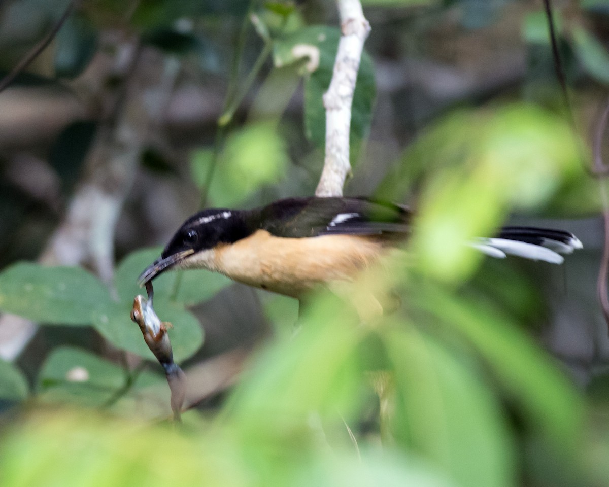 Black-capped Donacobius - ML50144941