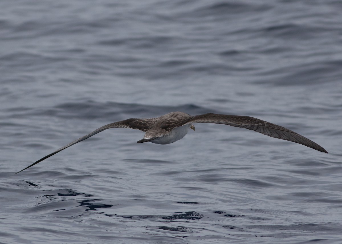 Cory's Shearwater - ML501449411