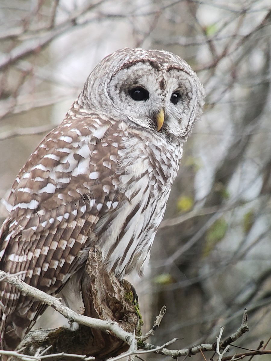 Owl Prowl at Potomac Overlook Park: A Real Hoot! - Arlington