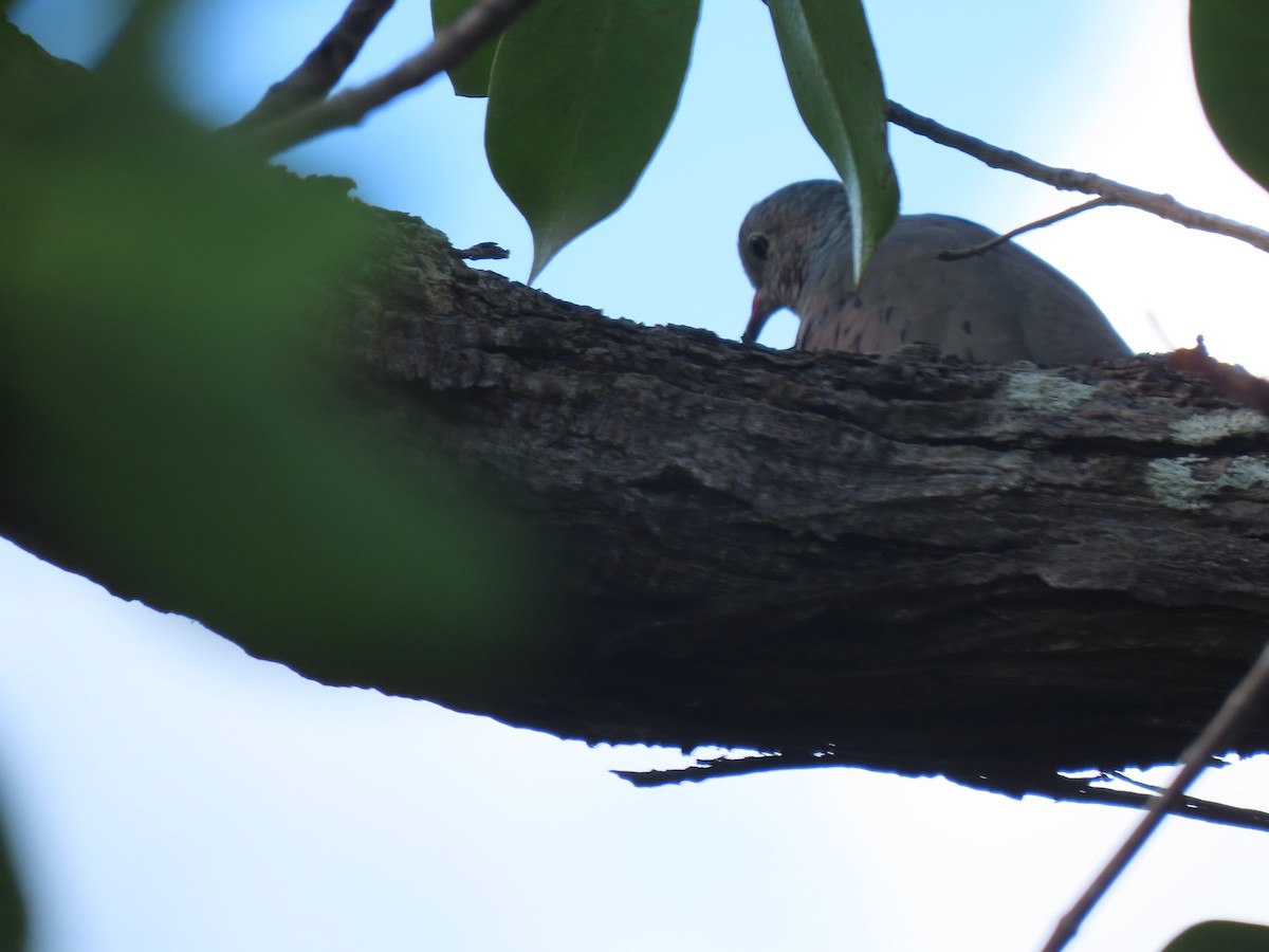 Common Ground Dove - ML501449581