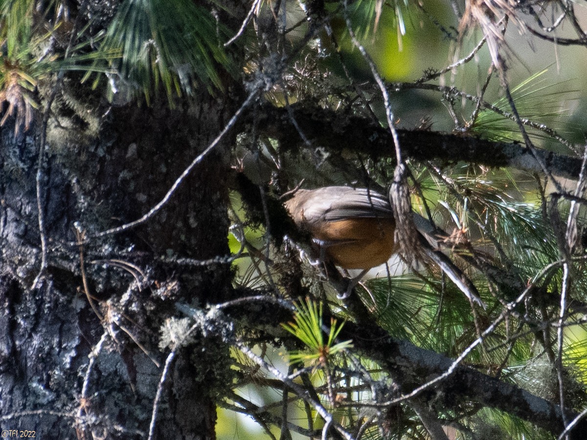 White-throated Laughingthrush - ML501449751