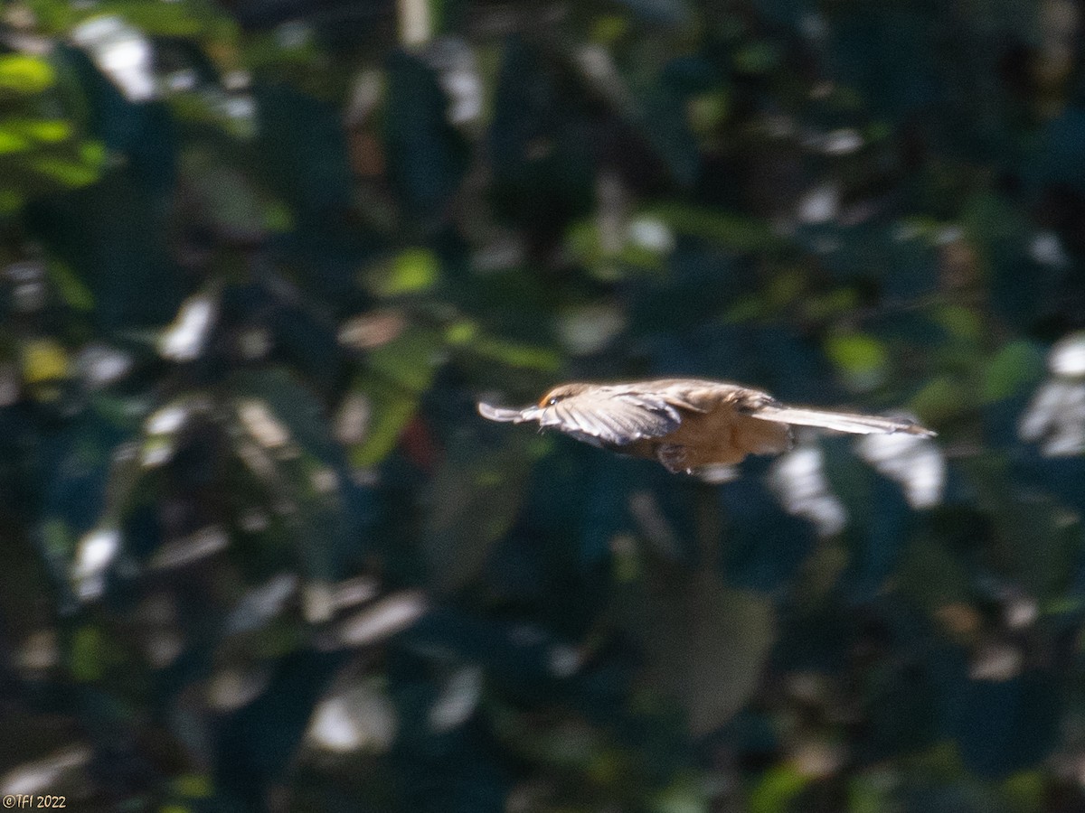 White-throated Laughingthrush - ML501449781