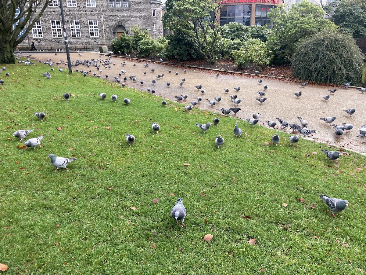 Rock Pigeon (Feral Pigeon) - ML501451081