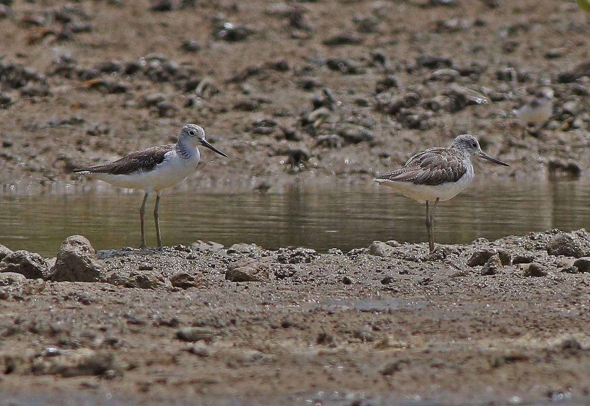 Common Greenshank - ML501451221