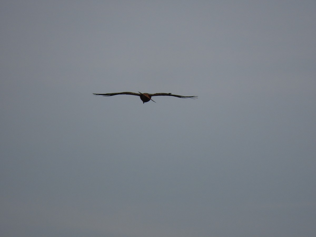 Red Kite - ML501452681