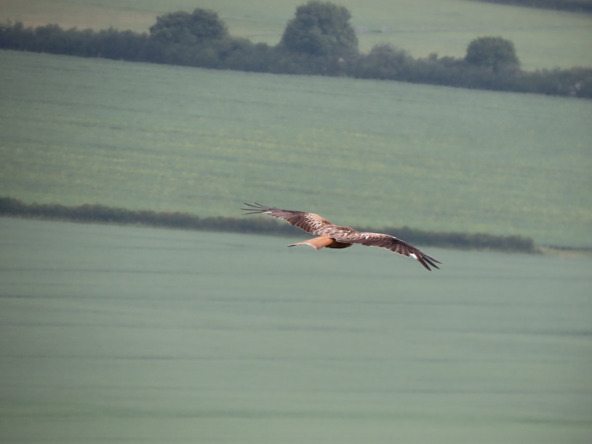 Red Kite - ML501452711