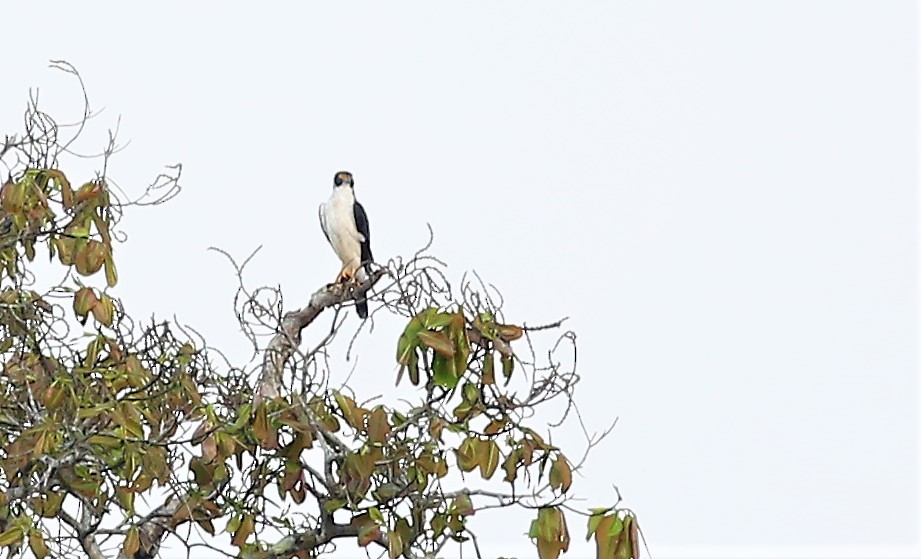 Gray-bellied Hawk - ML501453251