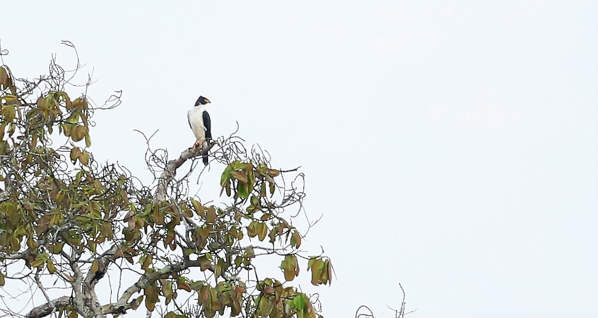 Gray-bellied Hawk - ML501453261