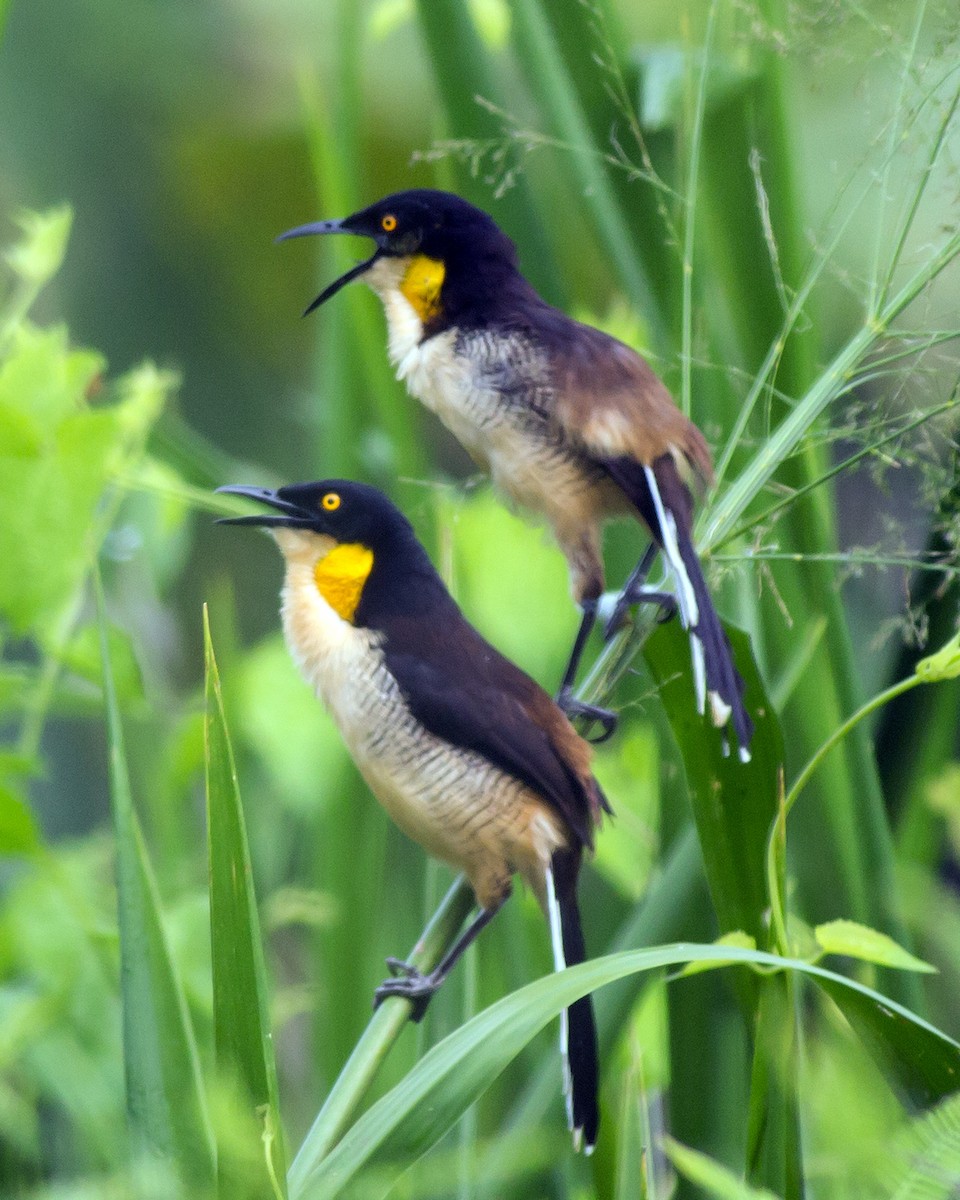 Black-capped Donacobius - ML50145341