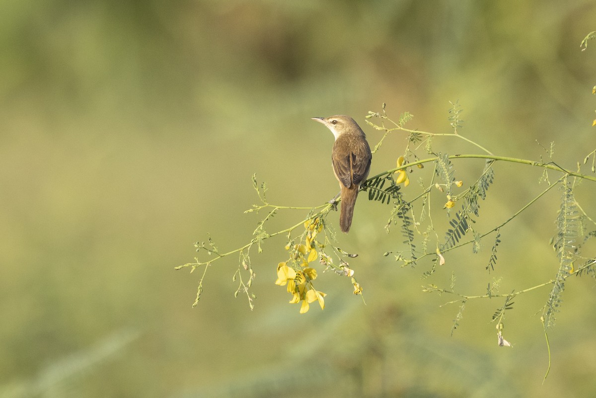 Oriental Reed Warbler - ML501453651