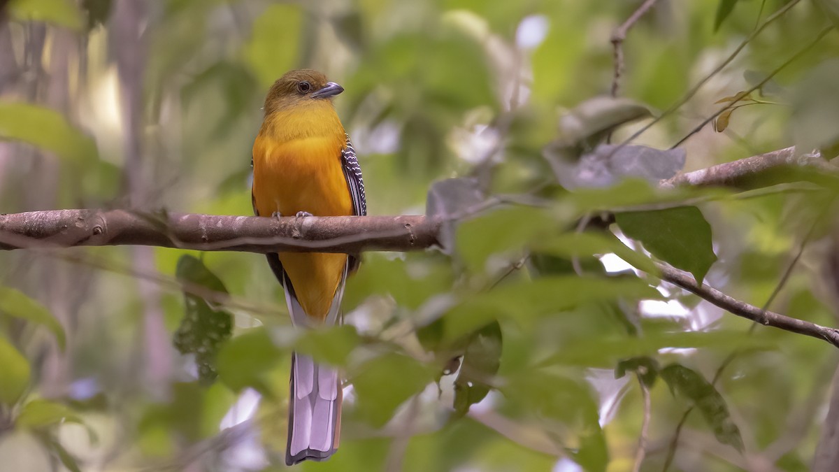 Orange-breasted Trogon - Nina Hale