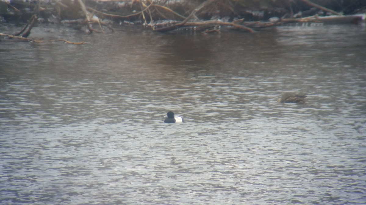 Greater Scaup - ML50145481