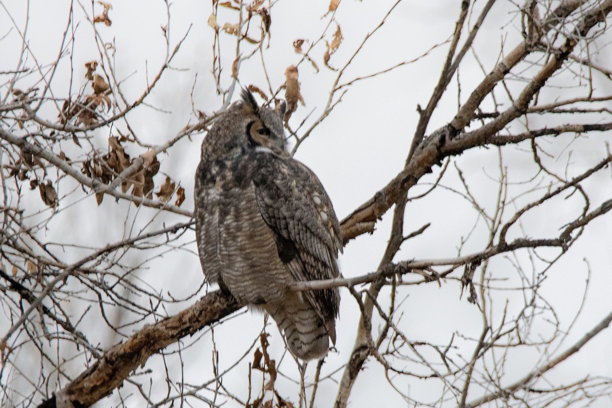 Great Horned Owl - ML501455341