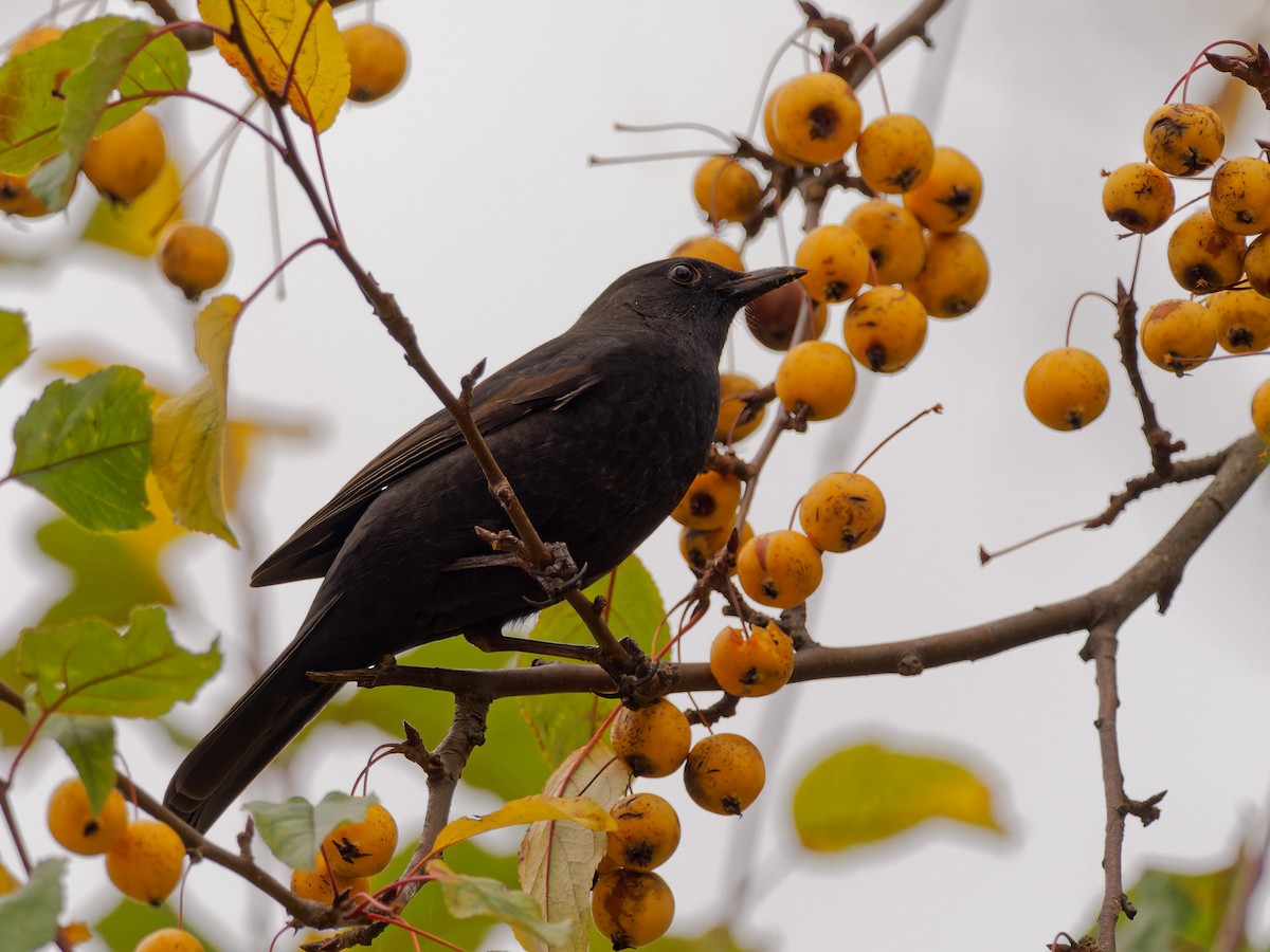 Eurasian Blackbird - ML501455591