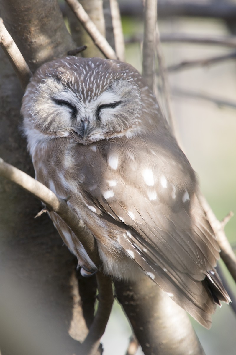 Northern Saw-whet Owl - Jean-Sébastien Mayer