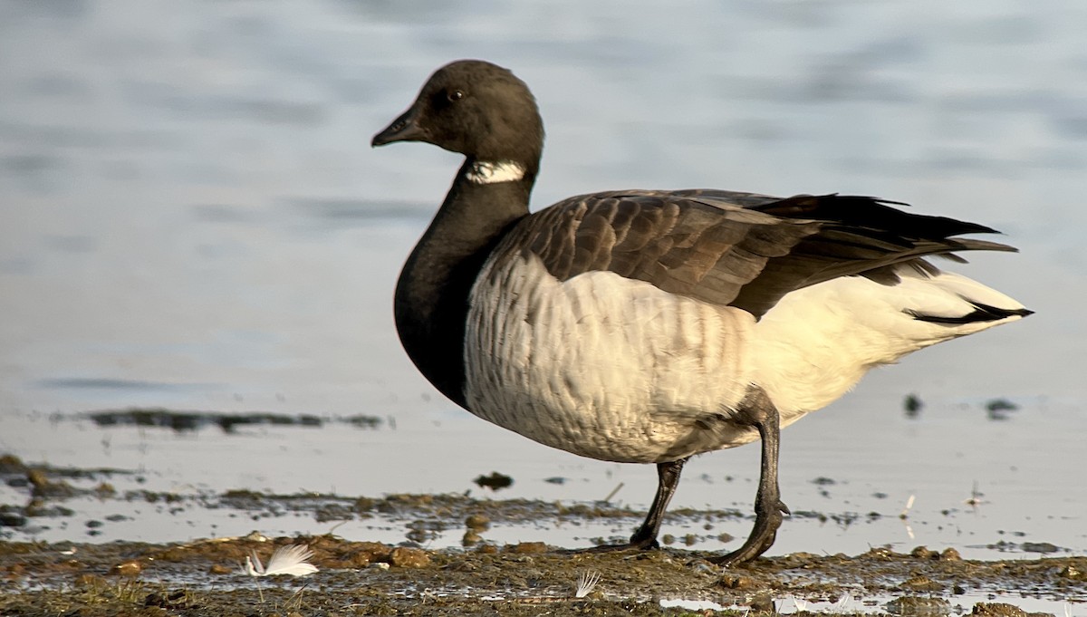 berneška tmavá (ssp. hrota) - ML501456111