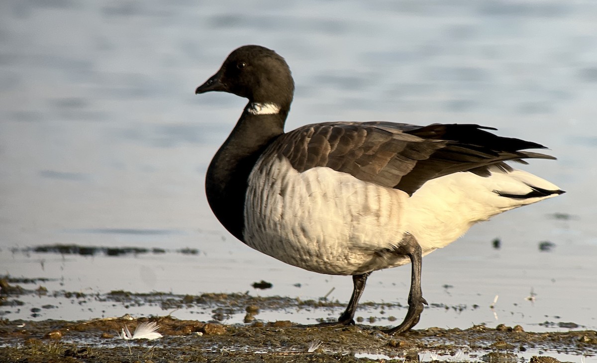 berneška tmavá (ssp. hrota) - ML501456121