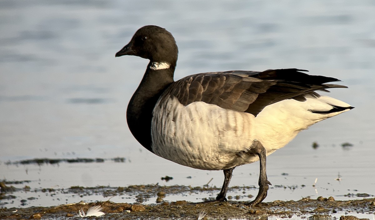 berneška tmavá (ssp. hrota) - ML501456131