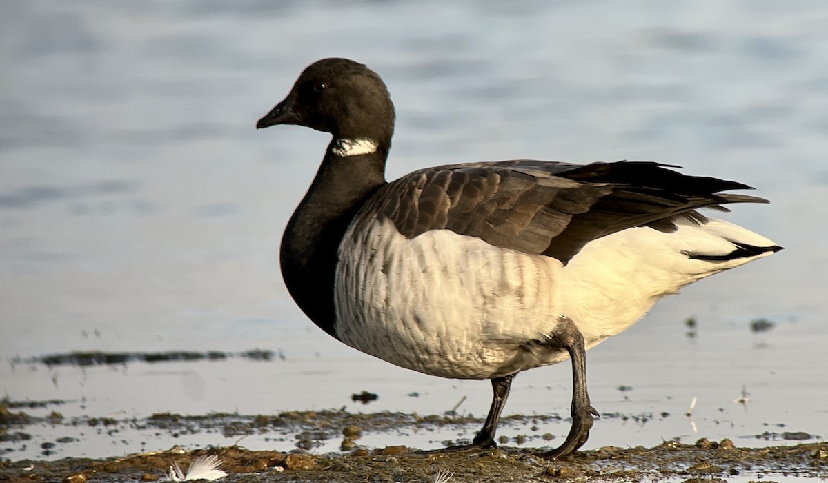 berneška tmavá (ssp. hrota) - ML501456141