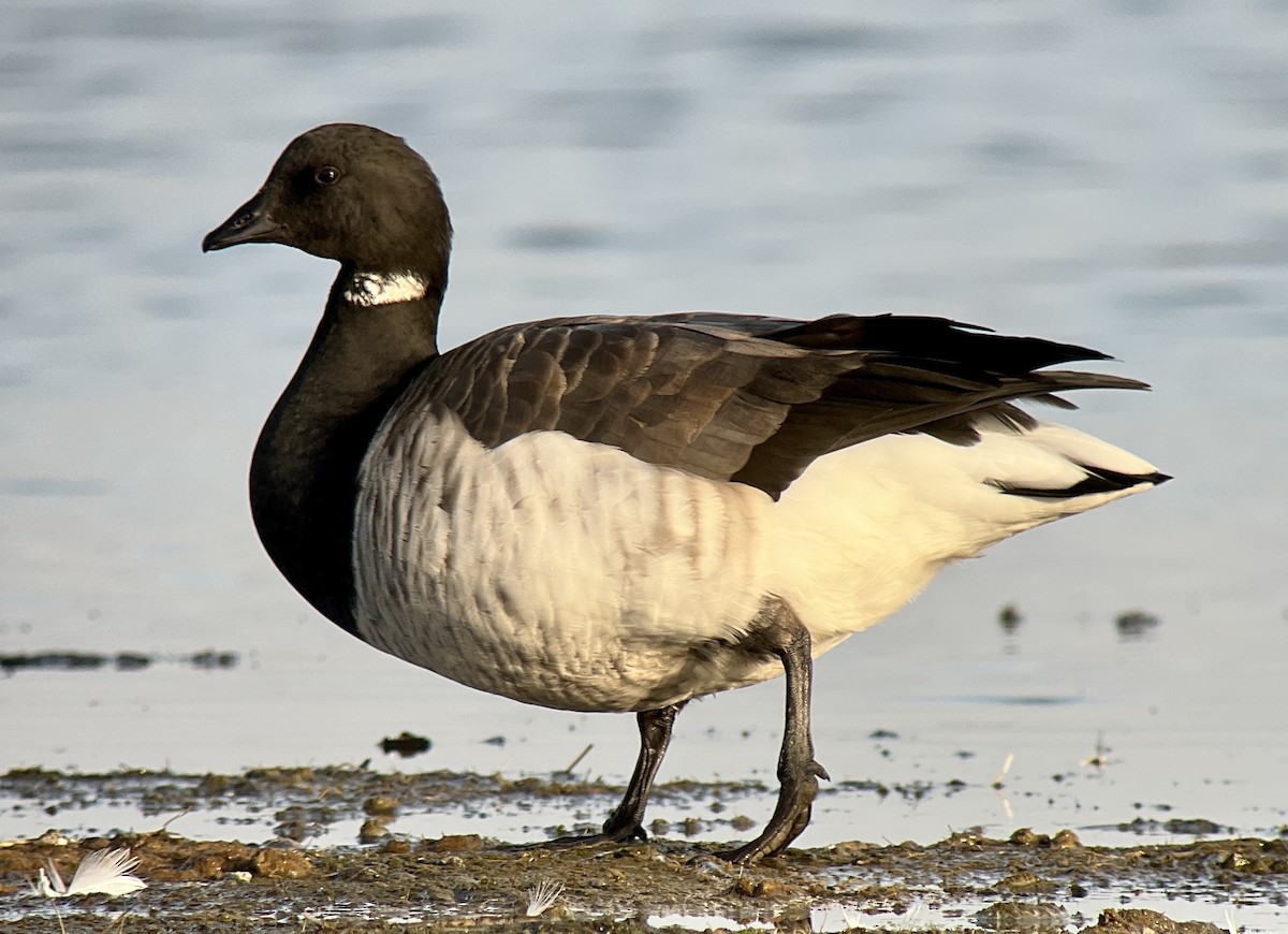berneška tmavá (ssp. hrota) - ML501456161