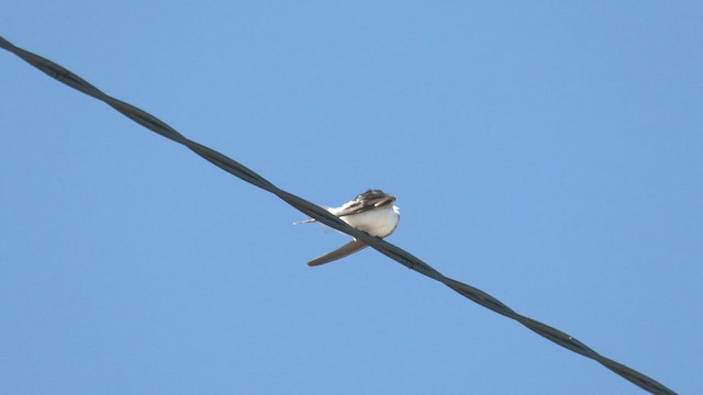 Golondrina Arborícola - ML501456381