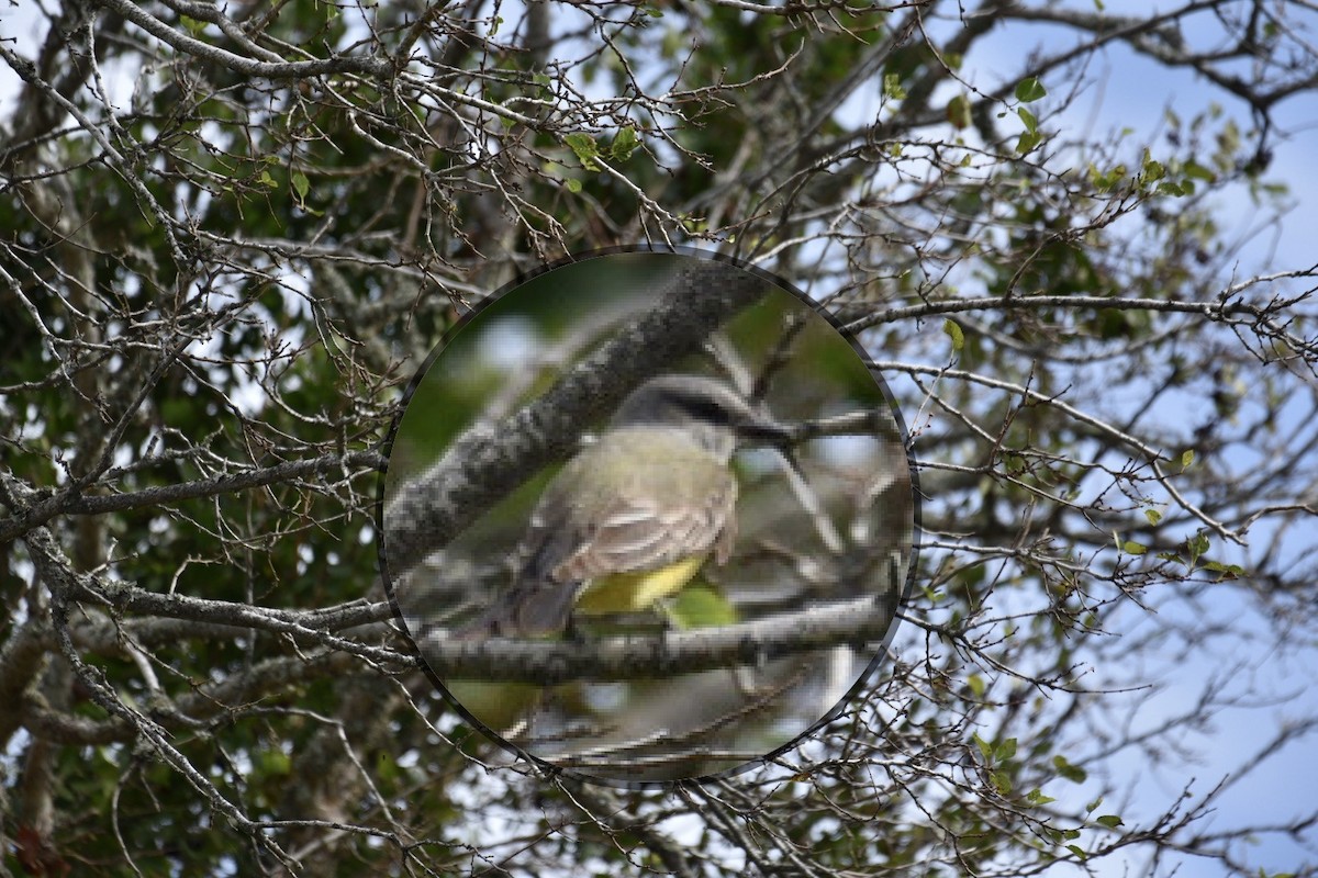 Western Kingbird - Harold Donnelly