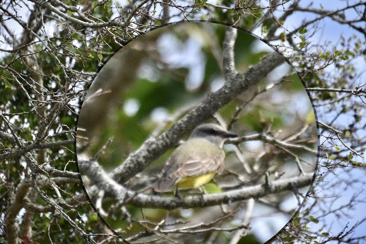 Western Kingbird - Harold Donnelly