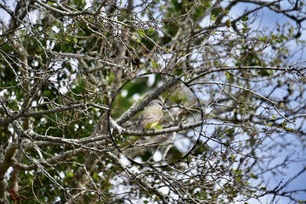 Western Kingbird - ML501460151