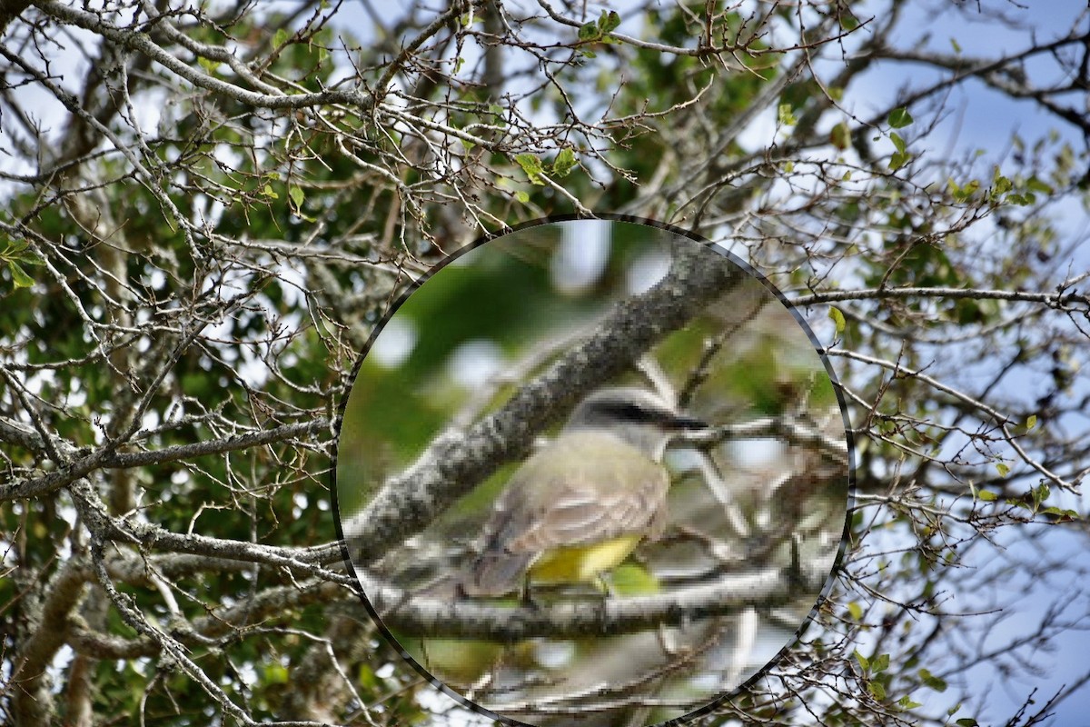 Western Kingbird - Harold Donnelly