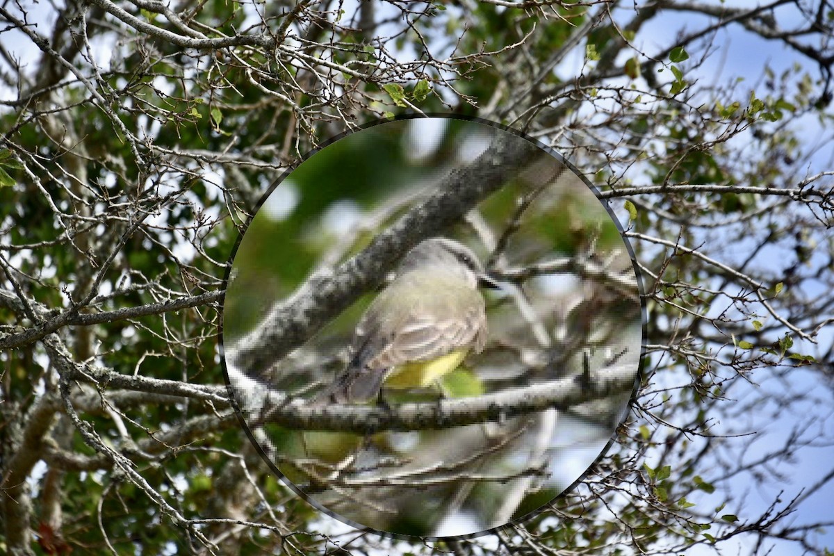 Western Kingbird - Harold Donnelly