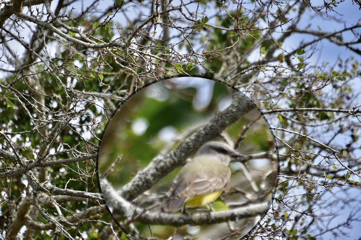 Western Kingbird - ML501460181