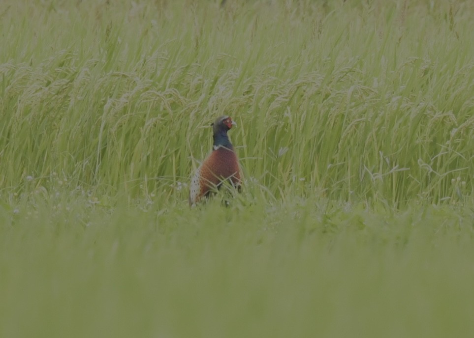 Ring-necked Pheasant - ML501460201