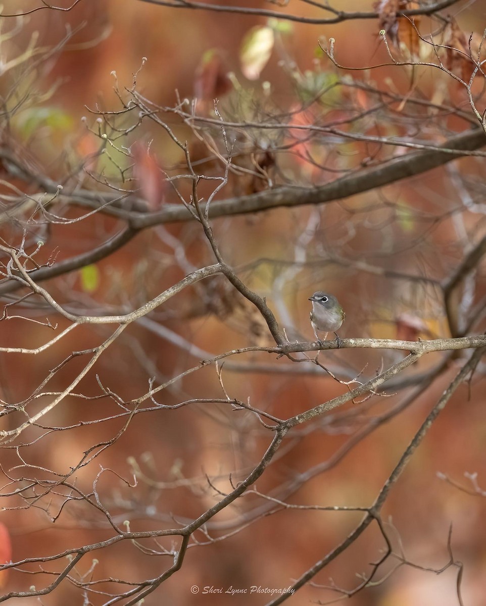 Blue-headed Vireo - ML501460511