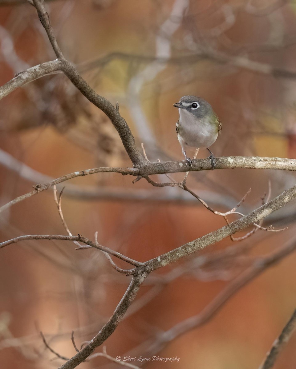 Blue-headed Vireo - ML501460521