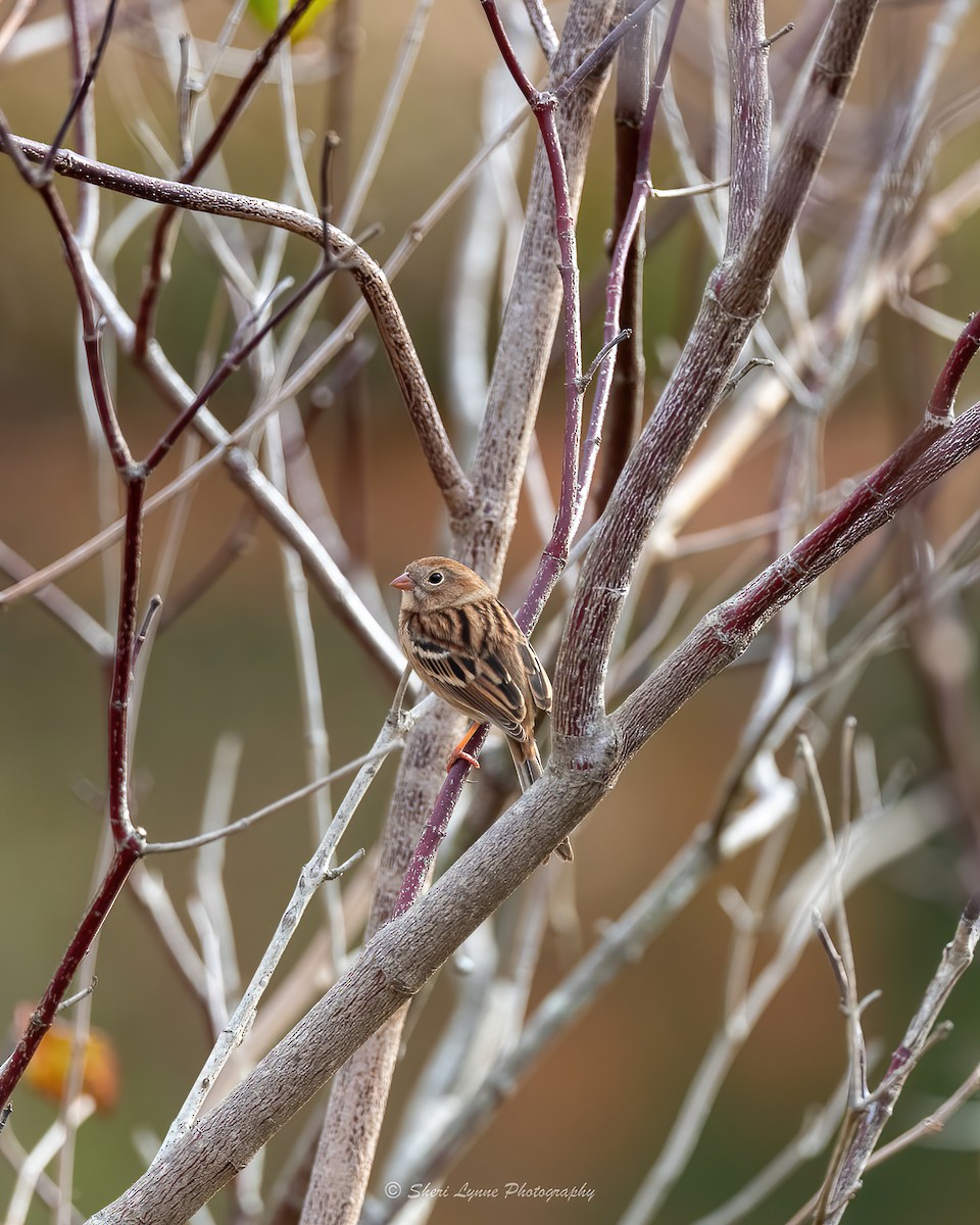Field Sparrow - Sheri Thompson