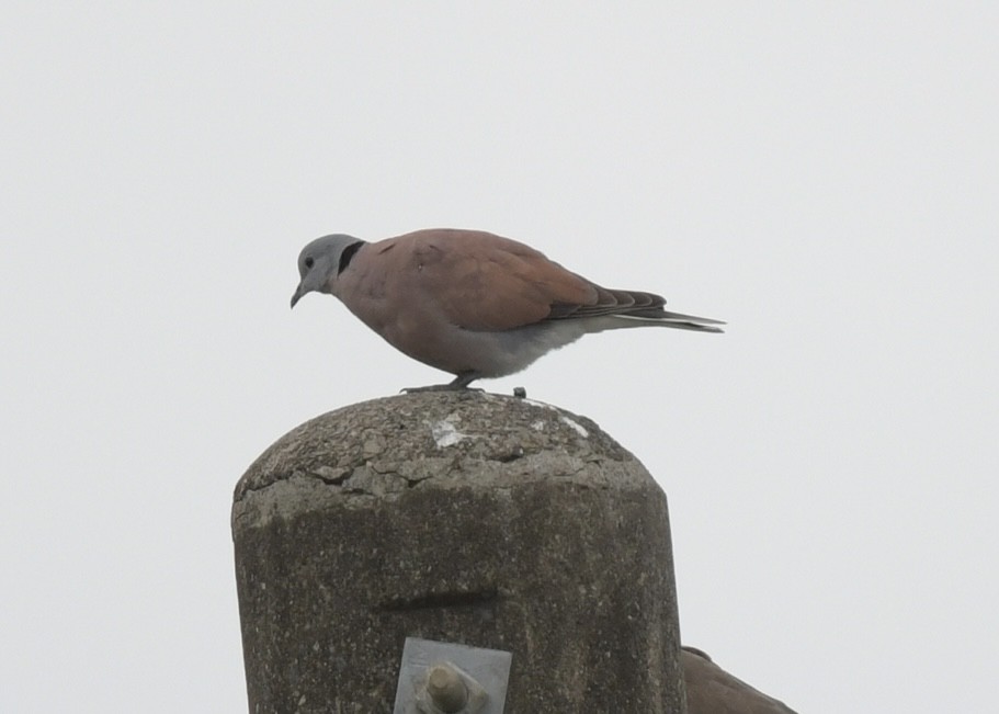 Red Collared-Dove - Tsaiwei Olee