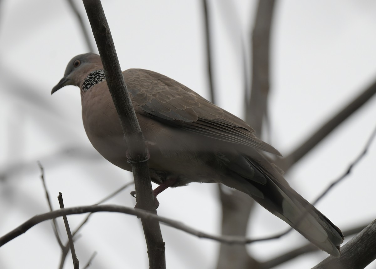 珠頸斑鳩 - ML501460851